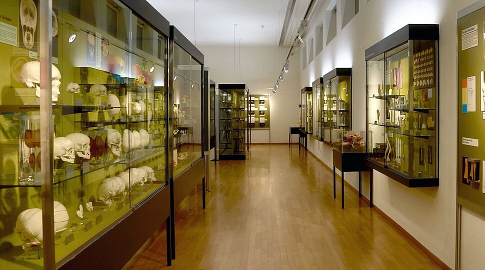 Gang mit beleuchteten Glasvitrinen, in denen menschliche Schädel und Knochen ausgestellt sind, im Anatomischen Museum Basel